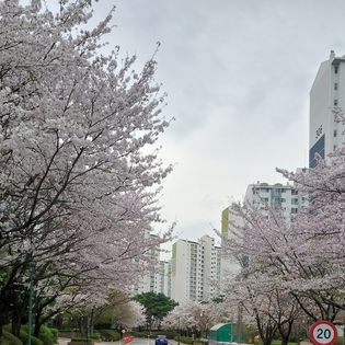 [가좌동 사진관] 3단지 벚꽃 풍경